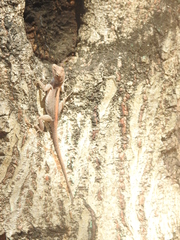Anolis cristatellus