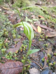 Pterostylis decurva