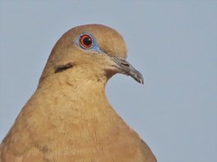 White-Winged Dove photo 5