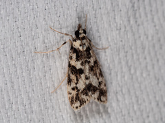 Eudonia aphrodes