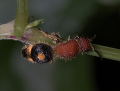 Odontomutilla uranioides