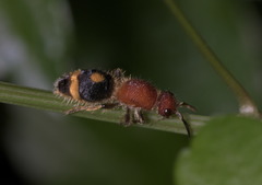 Odontomutilla uranioides