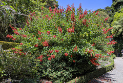 Erythrina crista-galli