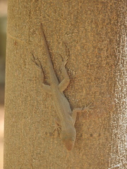Anolis cristatellus