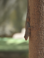 Anolis cristatellus