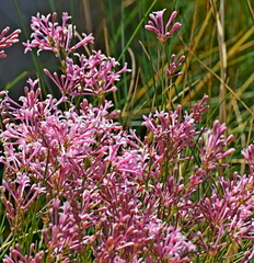 Asperula aristata