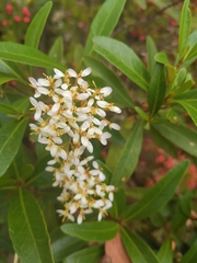 Olearia viscosa