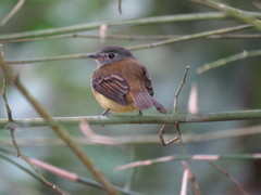 Aphanotriccus capitalis