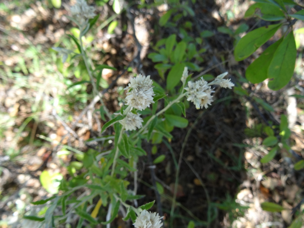 Purple Cudweed from Bastrop County, TX, USA on October 16, 2017 at 11: ...