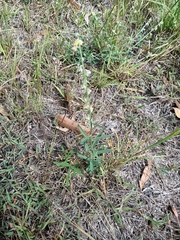 Crotalaria montana
