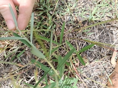 Crotalaria montana