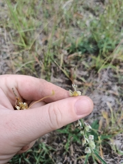 Crotalaria montana