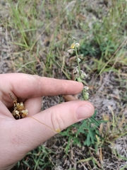 Crotalaria montana