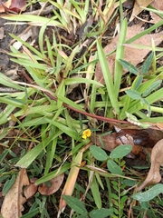 Zornia dyctiocarpa