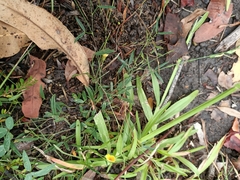 Zornia dyctiocarpa
