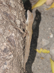 Anolis cristatellus