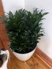 Dracaena fragrans compacta