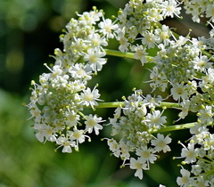 Heracleum sphondylium pyrenaicum