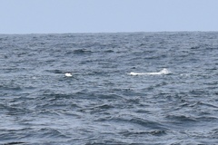 Eschrichtius robustus