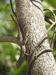 Anolis cristatellus
