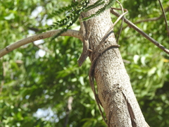 Anolis cristatellus