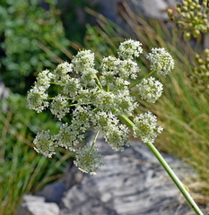 Heracleum sphondylium pyrenaicum