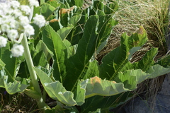 Heracleum sphondylium pyrenaicum