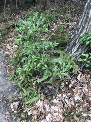 Magnoliopsida