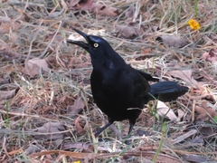 Quiscalus lugubris