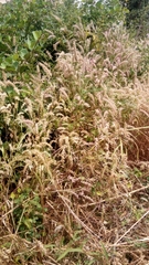 Cenchrus pedicellatus