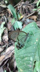 Pseudohaetera hypaesia