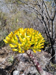 Pittocaulon velatum