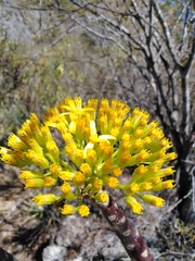 Pittocaulon velatum