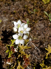 Gentianella montana ionostigma