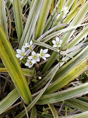 Gentianella montana ionostigma