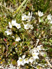 Gentianella montana ionostigma