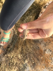 Uta stansburiana stansburiana
