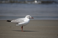 Chroicocephalus cirrocephalus