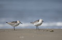 Calidris alba