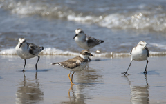 Charadrius semipalmatus
