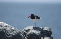 Haematopus palliatus