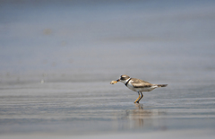 Charadrius semipalmatus