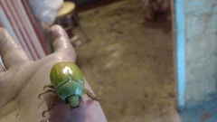 Pelidnota prasina