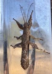 Prisopus