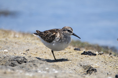 Calidris minutilla