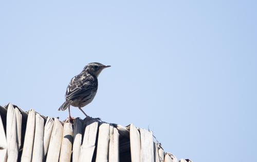 Peruvian Pipit (Anthus peruvianus), photo 9