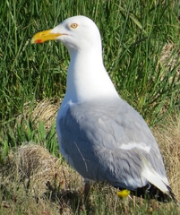 Larus argentatus image