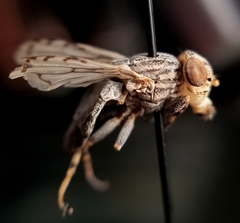 Oedopa