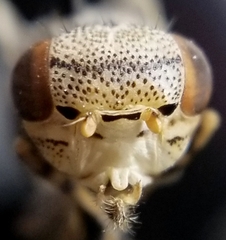 Oedopa