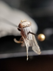Oedopa